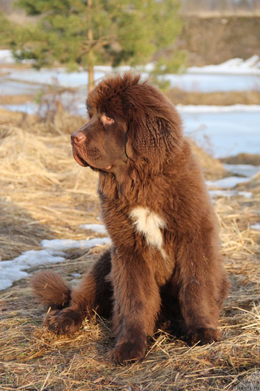 Фото: ньюфаундленд Brownblood MSK Abrams-Strong (Браунблад МСК Абрамс-Стронг)