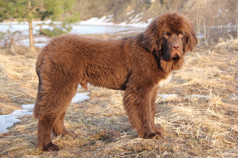 Фото: ньюфаундленд Brownblood MSK Abrams-Strong (Браунблад МСК Абрамс-Стронг)