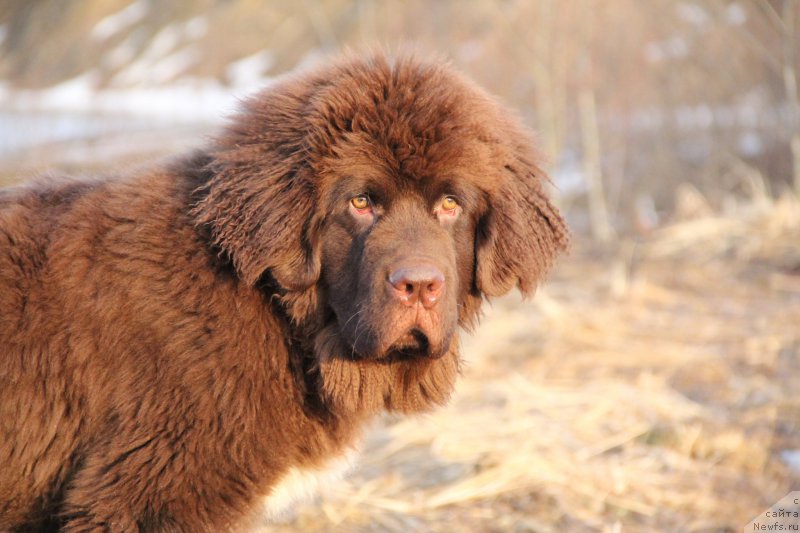 Фото: ньюфаундленд Brownblood MSK Abrams-Strong (Браунблад МСК Абрамс-Стронг)