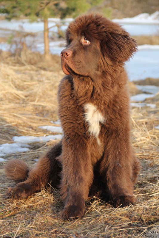Фото: ньюфаундленд Brownblood MSK Abrams-Strong (Браунблад МСК Абрамс-Стронг)