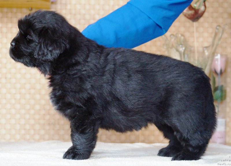 Фото: ньюфаундленд Anfisa Zvezda Parmyi (Анфиса Звезда Пармы)