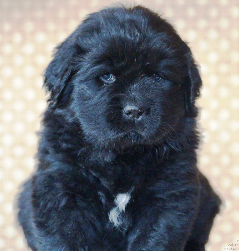 Фото: ньюфаундленд Anfisa Zvezda Parmyi (Анфиса Звезда Пармы)