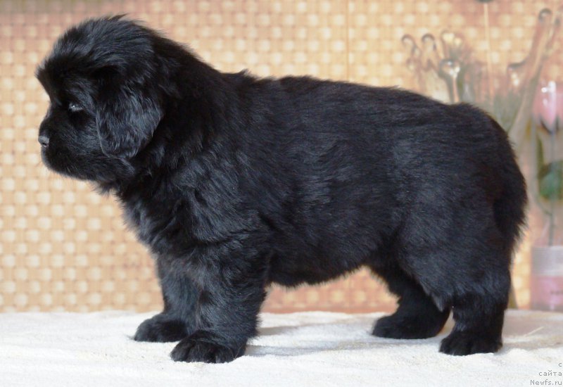 Фото: ньюфаундленд Anariyel' Luchik Udachi (Анариэль Лучик Удачи)