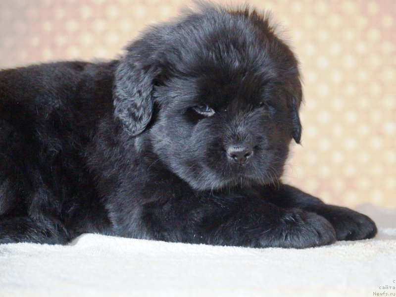 Фото: ньюфаундленд Anariyel' Luchik Udachi (Анариэль Лучик Удачи)