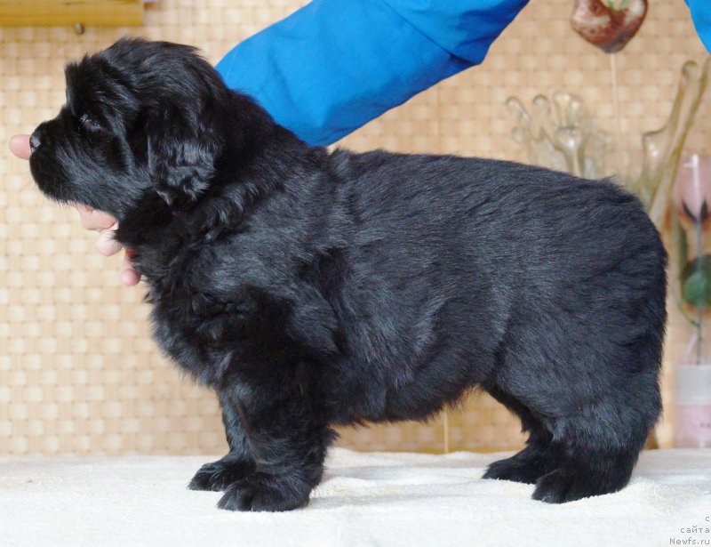 Фото: ньюфаундленд A I Super Premium (А Я Супер Премиум)