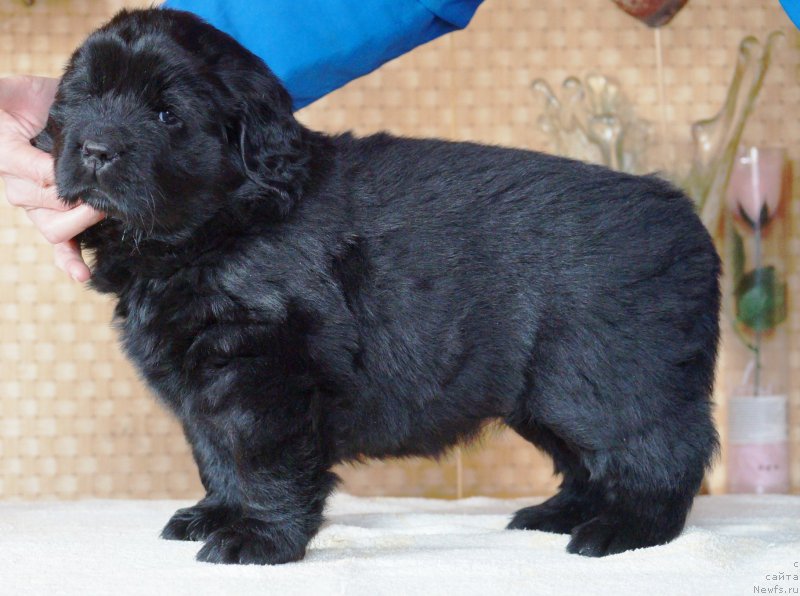 Фото: ньюфаундленд A I Super Premium (А Я Супер Премиум)
