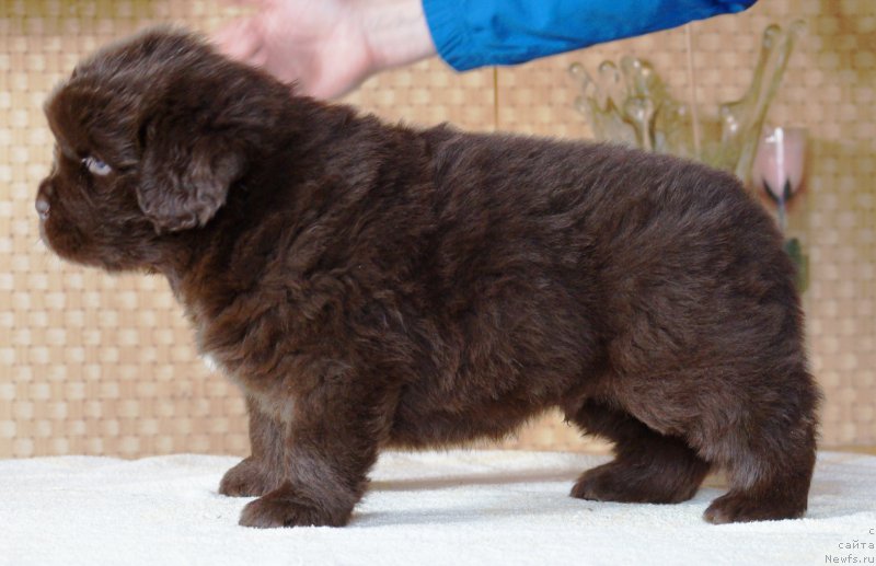 Фото: ньюфаундленд A I Super Premium (А Я Супер Премиум)