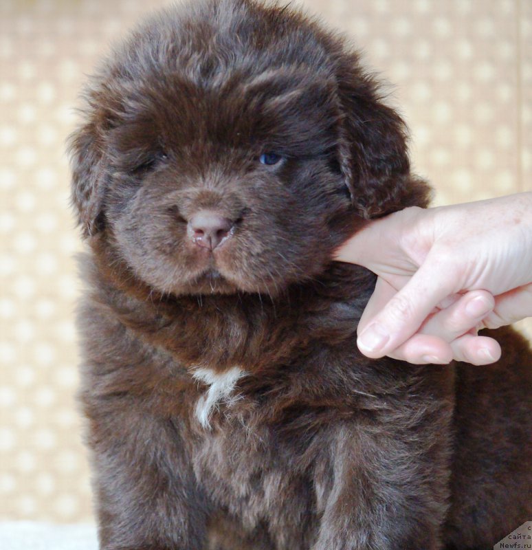 Фото: ньюфаундленд A I Super Premium (А Я Супер Премиум)