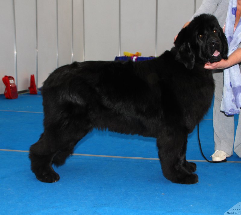 Фотография № 222145