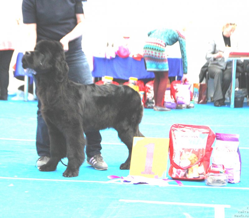 Фото: ньюфаундленд S'Nezhnaya Vjuga Vento Di Fiori (С'Нежная Вьюга Венто Ди Фиори)