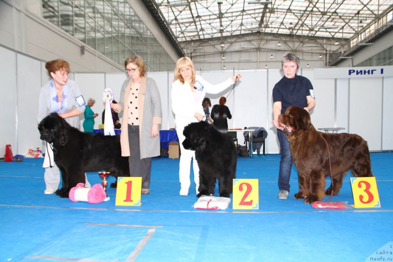 Фото: ньюфаундленд Super Premium Harmony (Супер Премиум Хармони), ньюфаундленд Malinoviy Tsvetok Mayolika (Малиновый Цветок Майолика), ньюфаундленд Plushevaya Panda Giorgio Beuerlu Hills (Плюшевая Панда Гиоргио Беуерлу Хиллс)