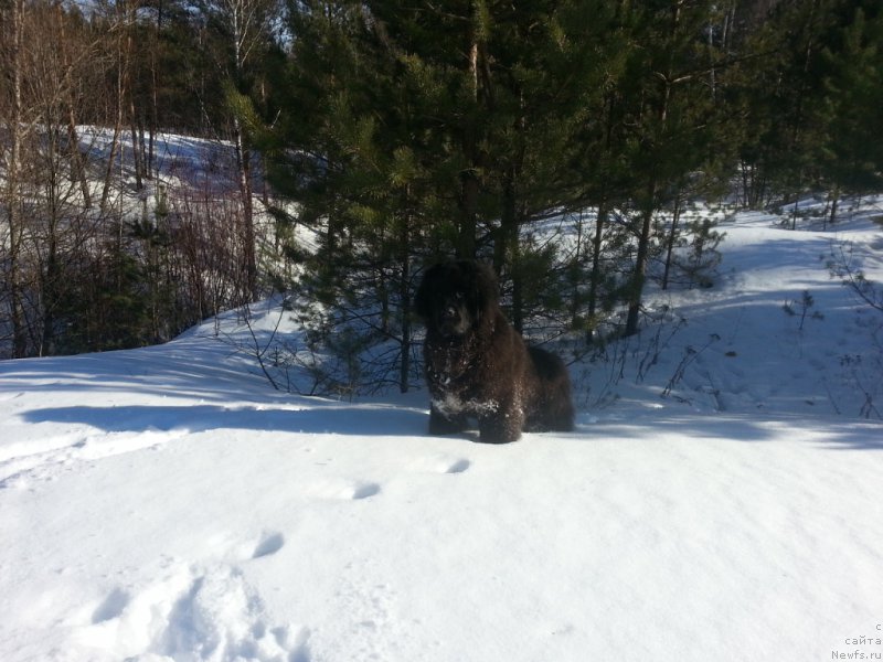 Фото: ньюфаундленд Daanich Veselyiy Rodjer (Даанич Веселый Роджер)