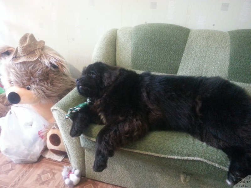 Фотография № 222157