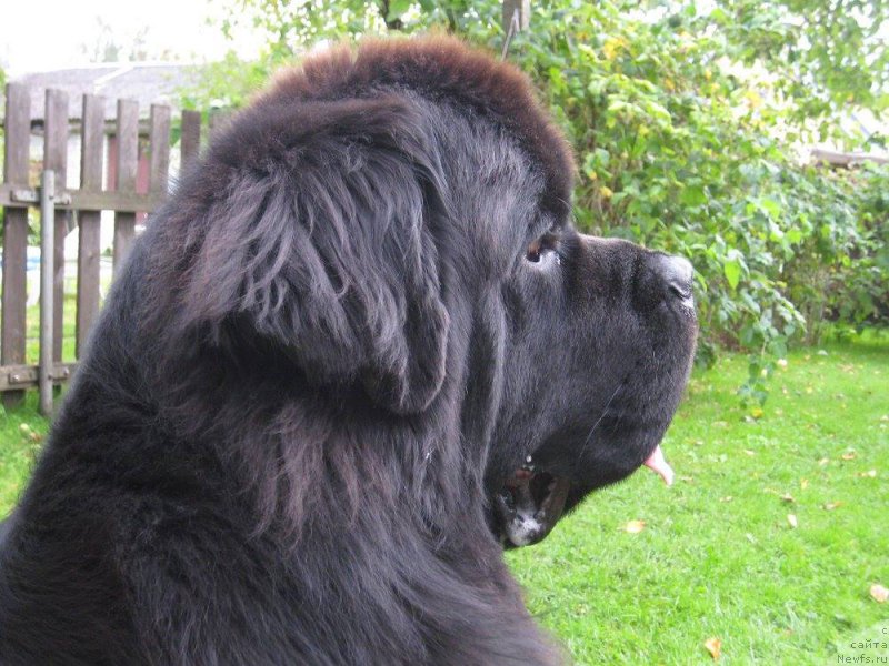 Фото: KLEMENTIY VIALIKI MIADZVEDZ