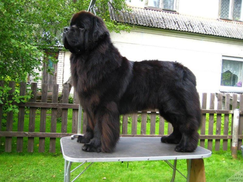 Фотография № 222159