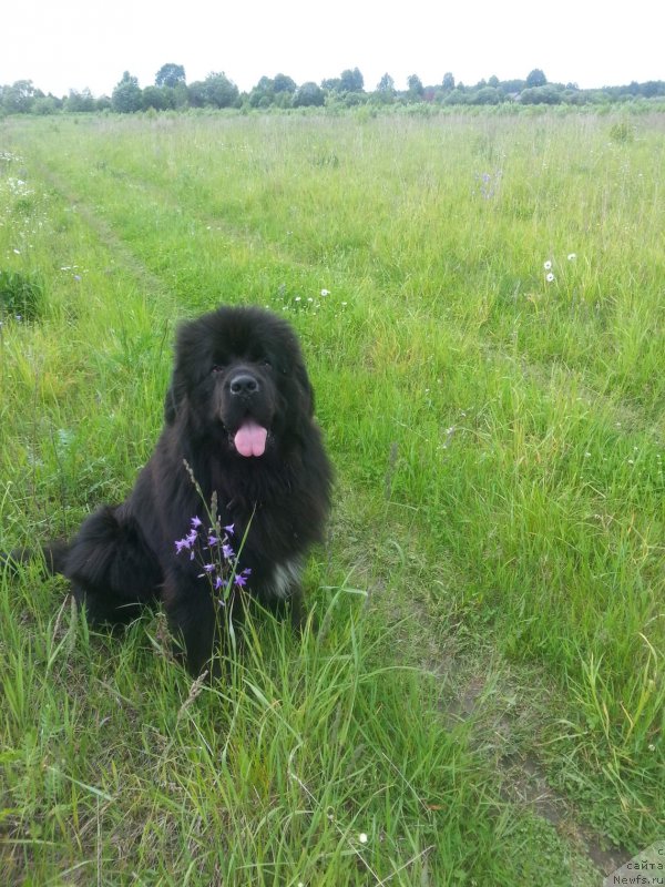 Фото: ньюфаундленд Daanich Veselyiy Rodjer (Даанич Веселый Роджер)