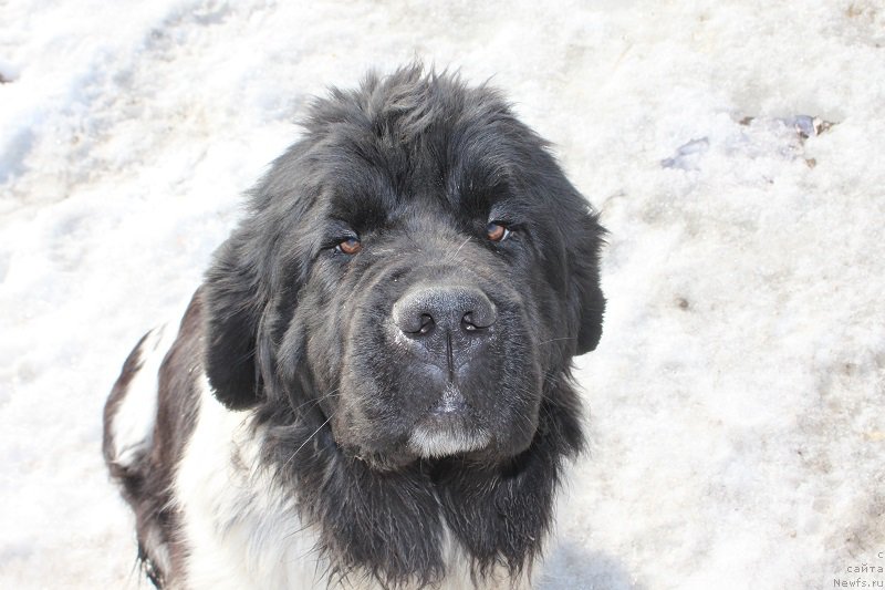 Фото: ньюфаундленд YEndjels Kiper Natali (Энджелс Кипер Натали)