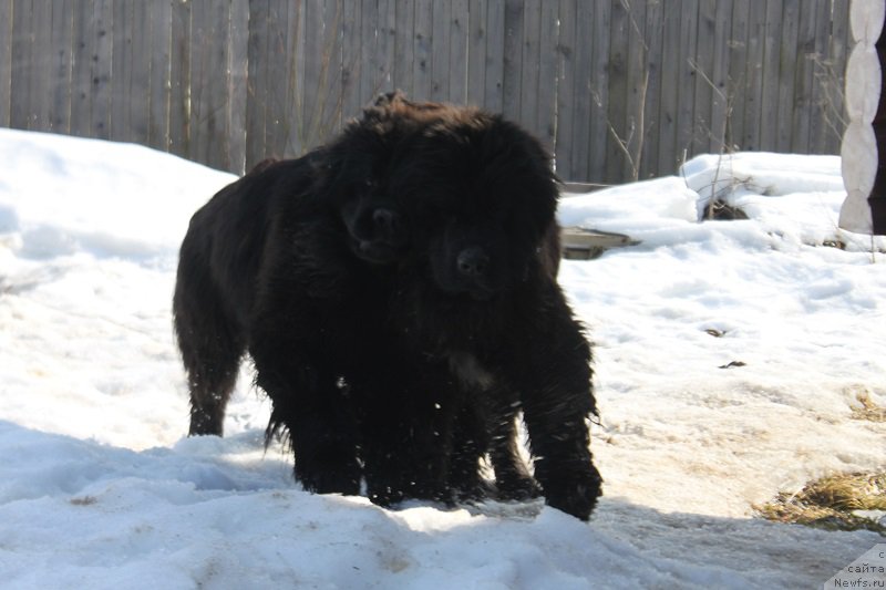 Фотография № 222170