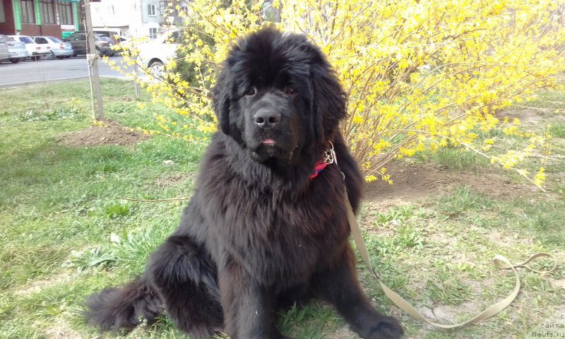 Фотография № 222177