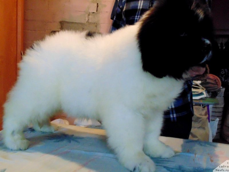 Фото: ньюфаундленд Varvara Krasa ot Karel'skih Medvedey (Варвара Краса от Карельских Медведей)