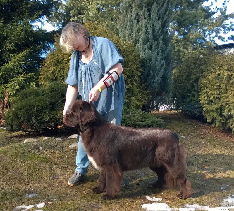 Фото: ньюфаундленд Funnewf Arktika (Фанньюф Арктика), Ekaterina Benken (Екатерина Бенкен)