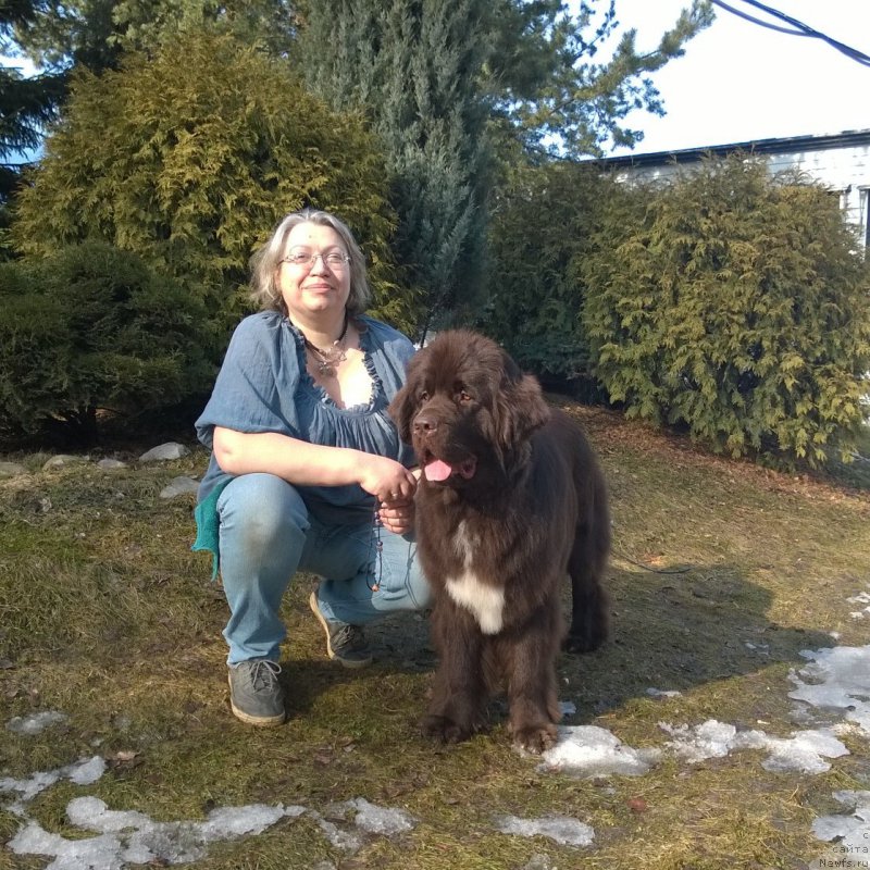 Фото: ньюфаундленд Funnewf Arktika (Фанньюф Арктика), Ekaterina Benken (Екатерина Бенкен)