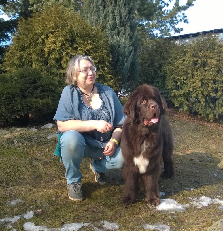 Фото: ньюфаундленд Funnewf Arktika (Фанньюф Арктика), Ekaterina Benken (Екатерина Бенкен)