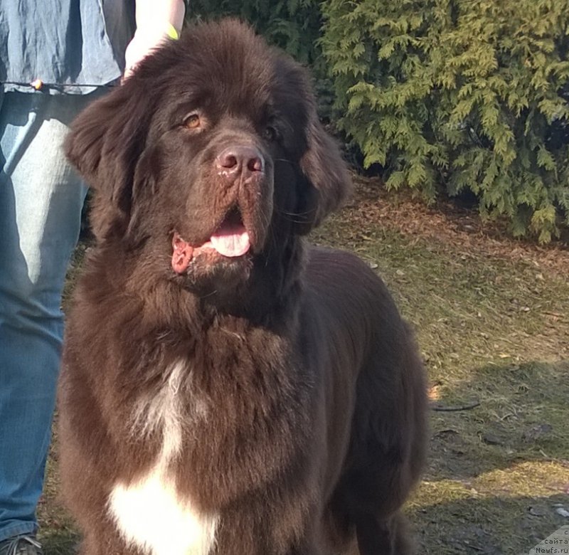 Фото: ньюфаундленд Funnewf Arktika (Фанньюф Арктика)