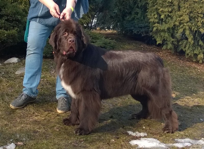 Фото: ньюфаундленд Funnewf Arktika (Фанньюф Арктика)