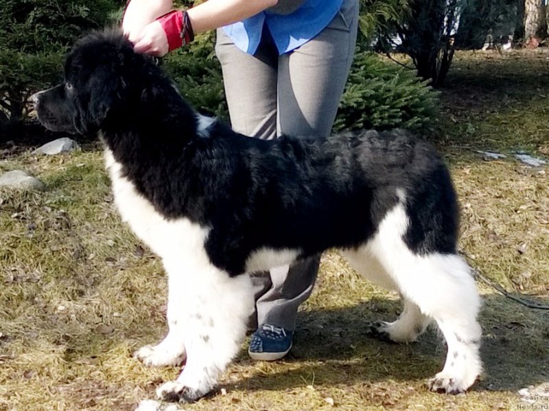 Фото: ньюфаундленд Pitern'yuf Depesh Mod (Питерньюф Депеш Мод)