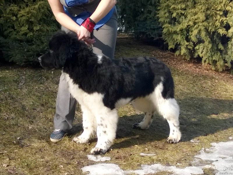 Фото: ньюфаундленд Pitern'yuf Depesh Mod (Питерньюф Депеш Мод)