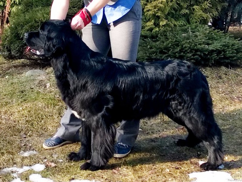 Фото: ньюфаундленд Piternyuf Afaire (Питерньюф Афера)