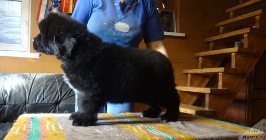 Фото: ньюфаундленд N'yufort Carskaya Doch' (Ньюфорт Царская Дочь)