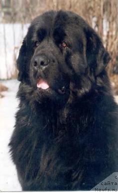 Фото: ньюфаундленд Gartling Kuno (Гартлинг Куно)