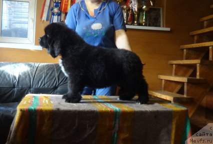 Фото: ньюфаундленд N'yufort Carskaya Doch' (Ньюфорт Царская Дочь)