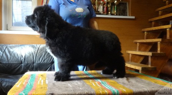 Фото: ньюфаундленд N'yufort Carskaya Doch' (Ньюфорт Царская Дочь)