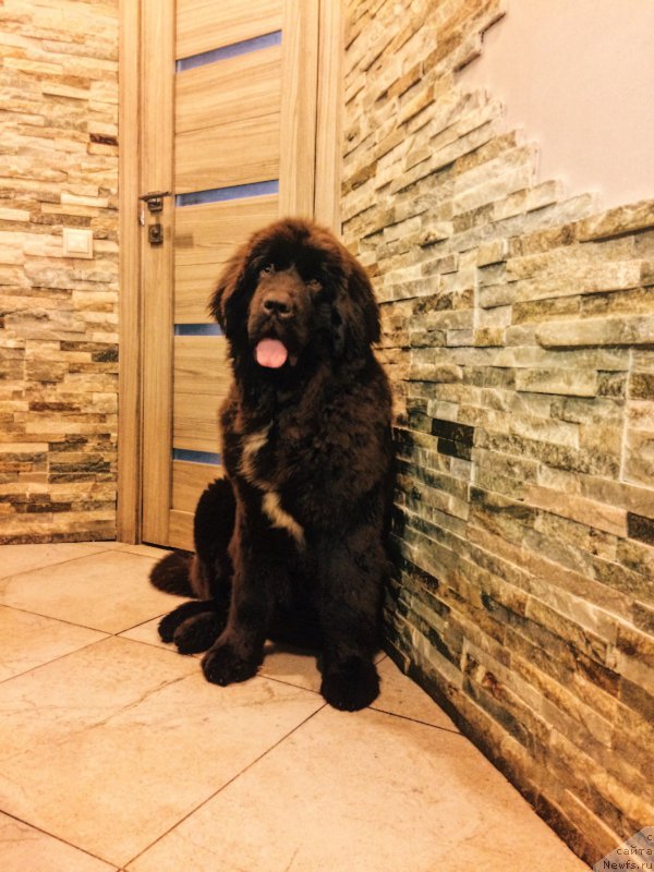 Фото: ньюфаундленд Brownblood MSK Audi Red Less (Браунблад МСК Ауди Рэд Лэсс)