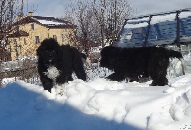 Фотография № 222204