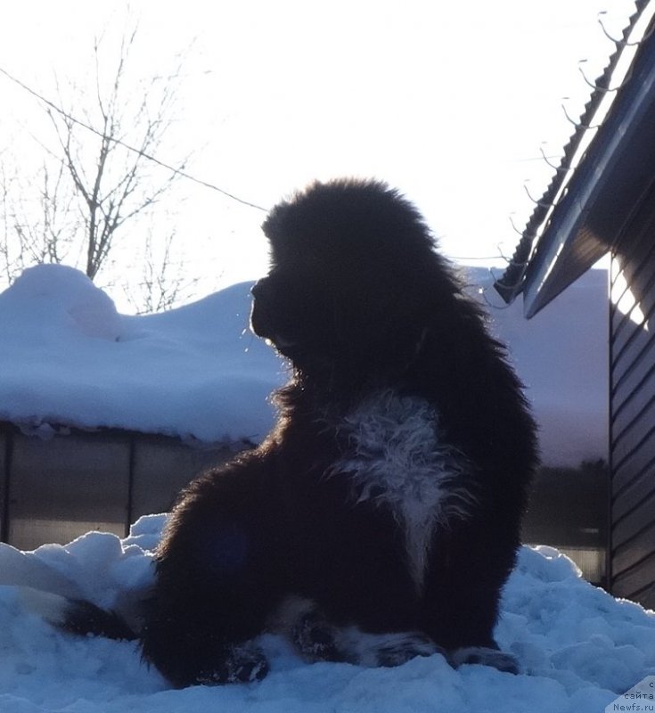 Фотография № 222205