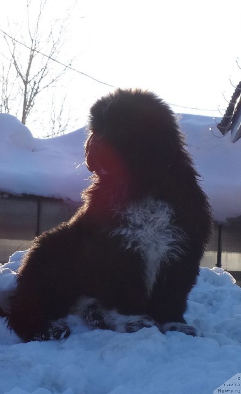 Фото: ньюфаундленд Blyek Diamond Agidel' ot Potapa CHarliza (Блэк Диамонд Агидель от Потапа Чарлиза)