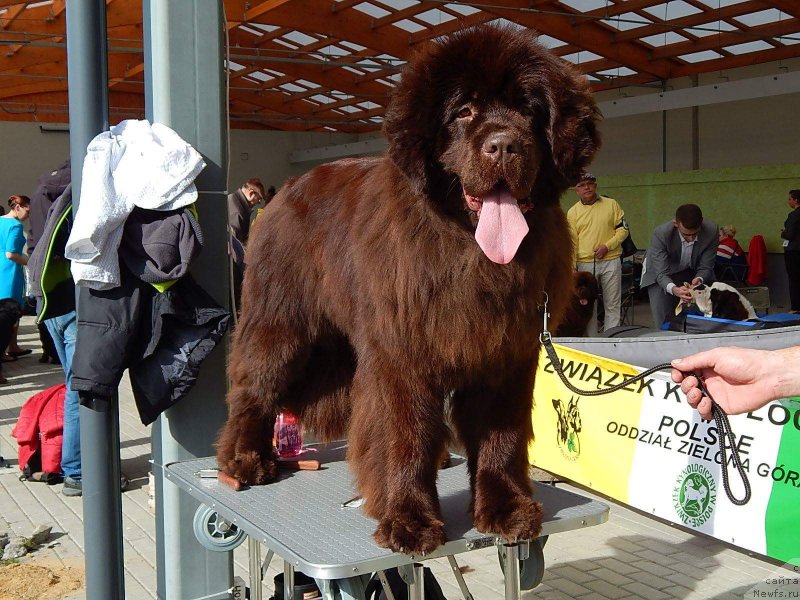 Фото: ньюфаундленд Funnewf Antarktika (Фанньюф Антарктика)