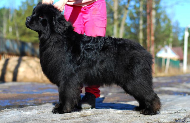 Фото: ньюфаундленд Daymond Lesli (Даймонд Лесли)