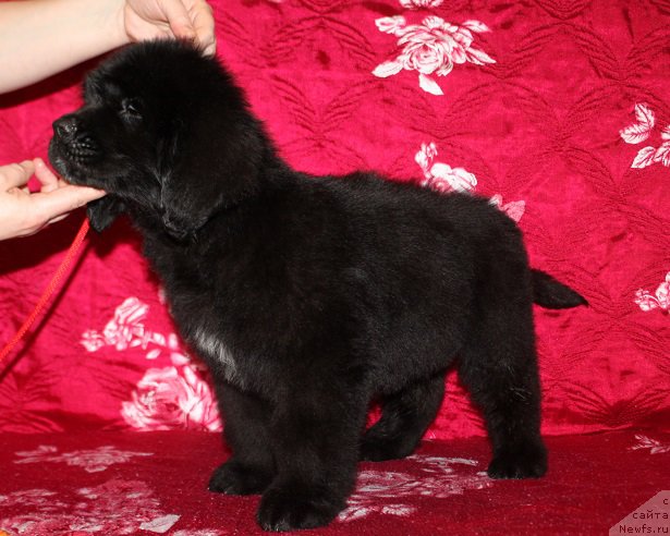 Фотография № 222214