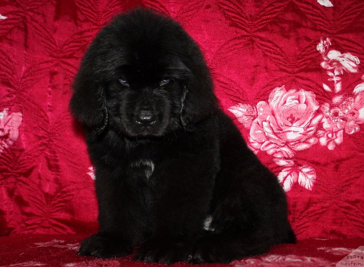 Фотография № 222216