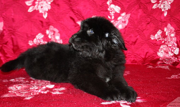 Фотография № 222217