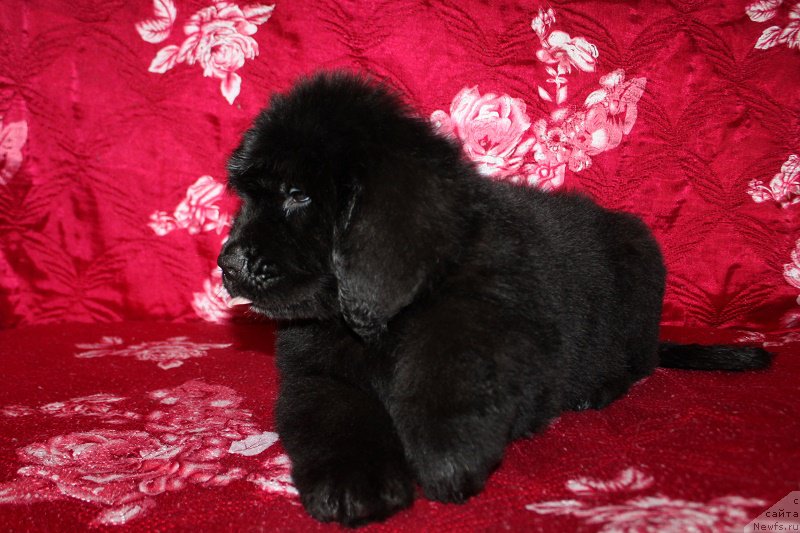 Фотография № 222218