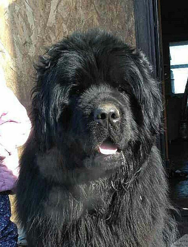 Фото: ньюфаундленд Kaliostro Formula Lyubvi (Калиостро Формула Любви)