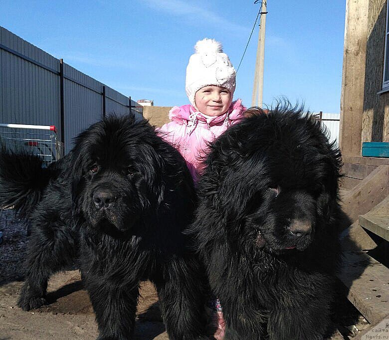 Фото: ньюфаундленд Karden Stremlenie k Garmonii (Карден Стремление к Гармонии), ньюфаундленд Kaliostro Formula Lyubvi (Калиостро Формула Любви)