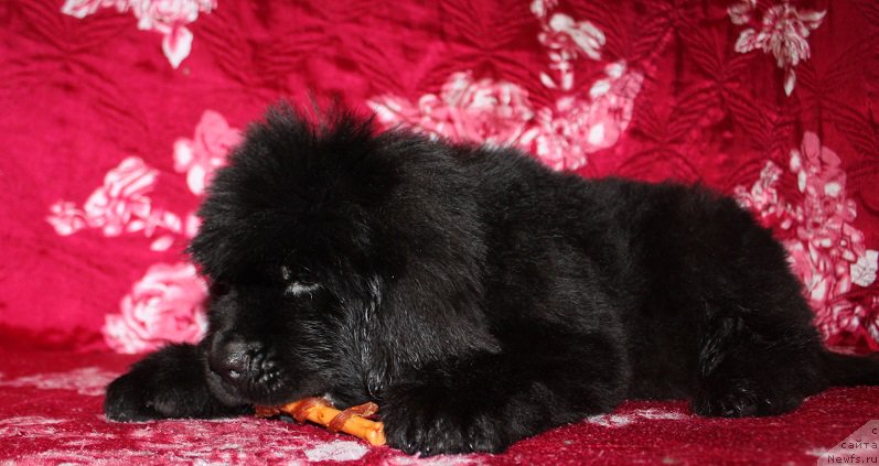 Фотография № 222224