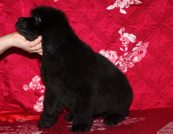 Фотография № 222226